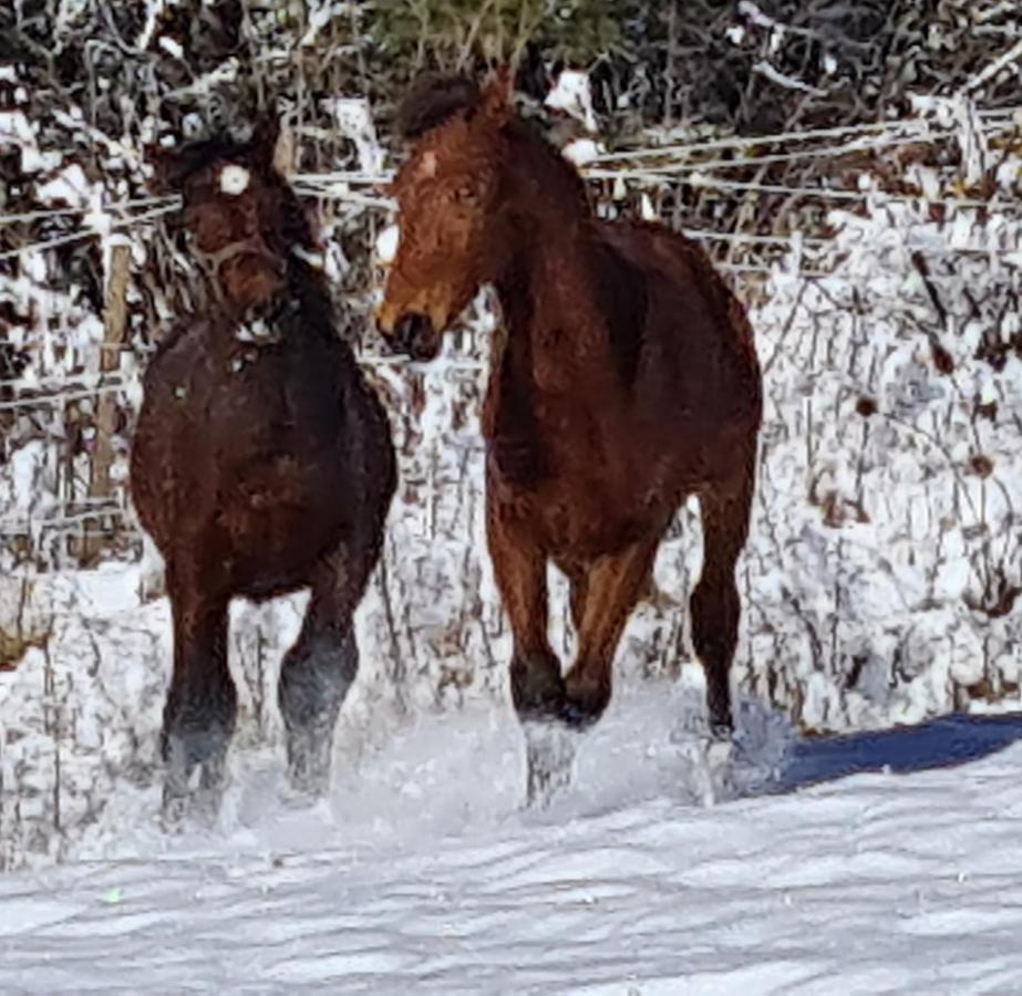 Haras De Seranonヴィラ エクステリア 写真