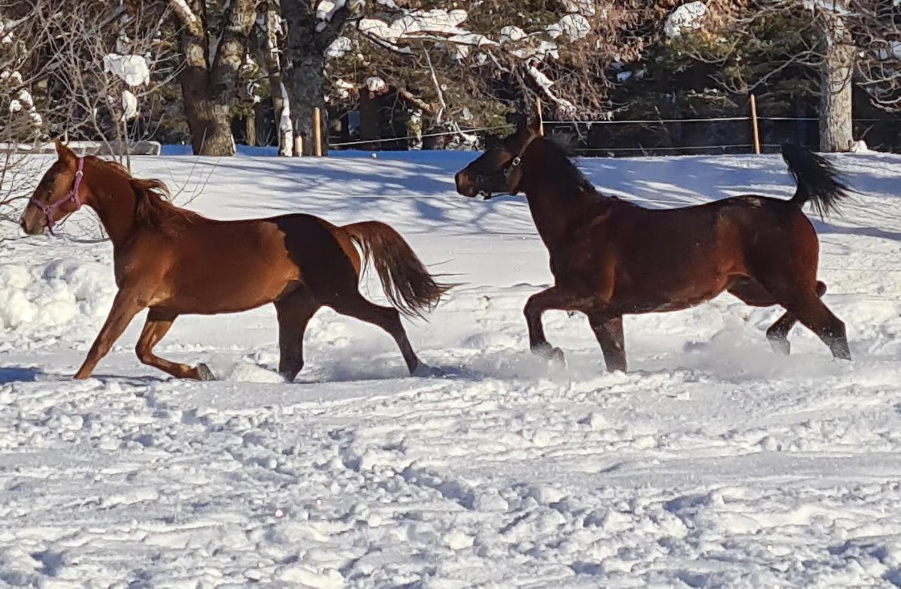 Haras De Seranonヴィラ エクステリア 写真