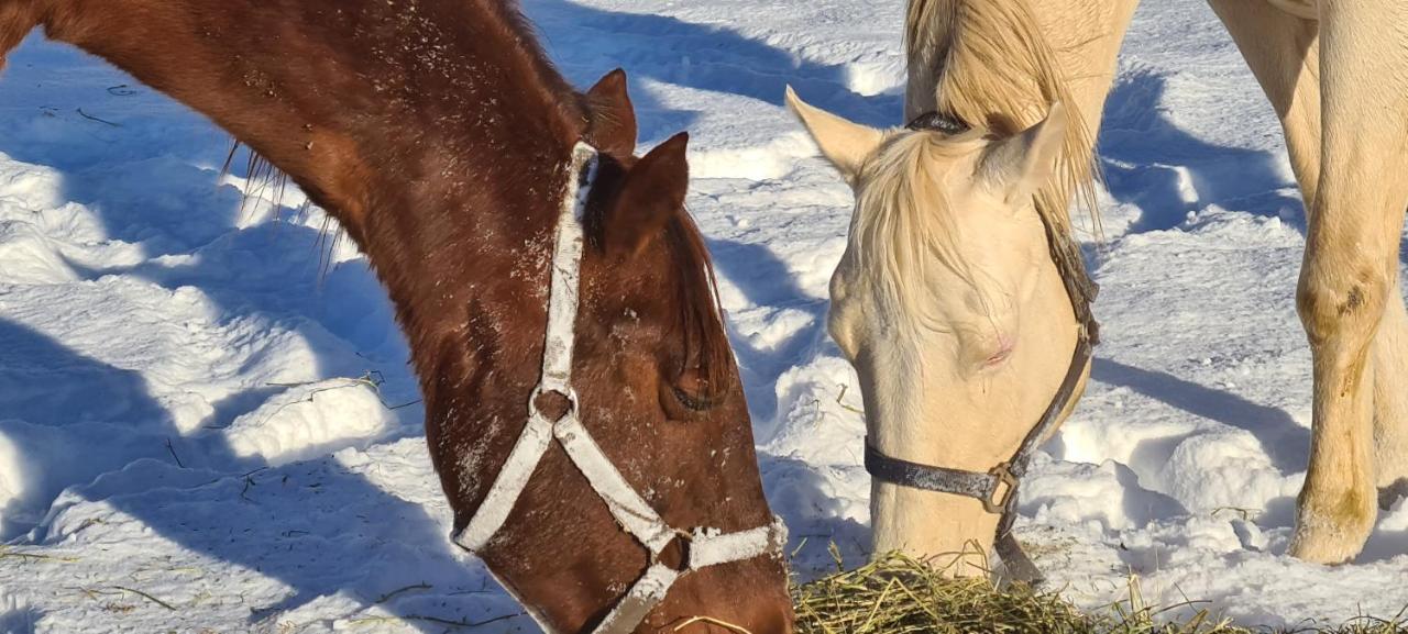Haras De Seranonヴィラ エクステリア 写真