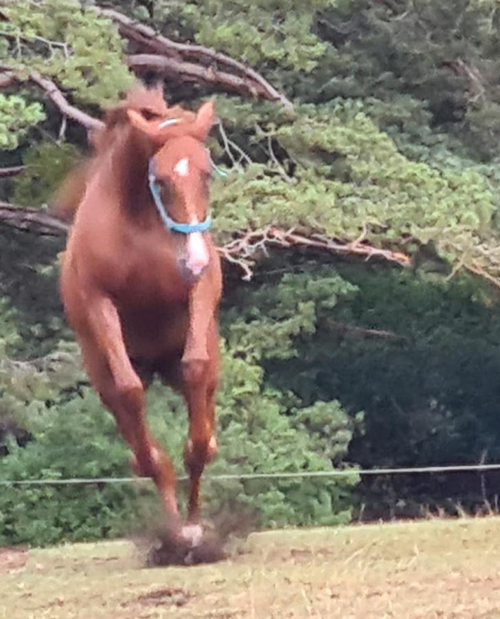 Haras De Seranonヴィラ エクステリア 写真
