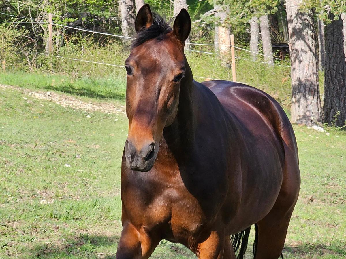 Haras De Seranonヴィラ エクステリア 写真